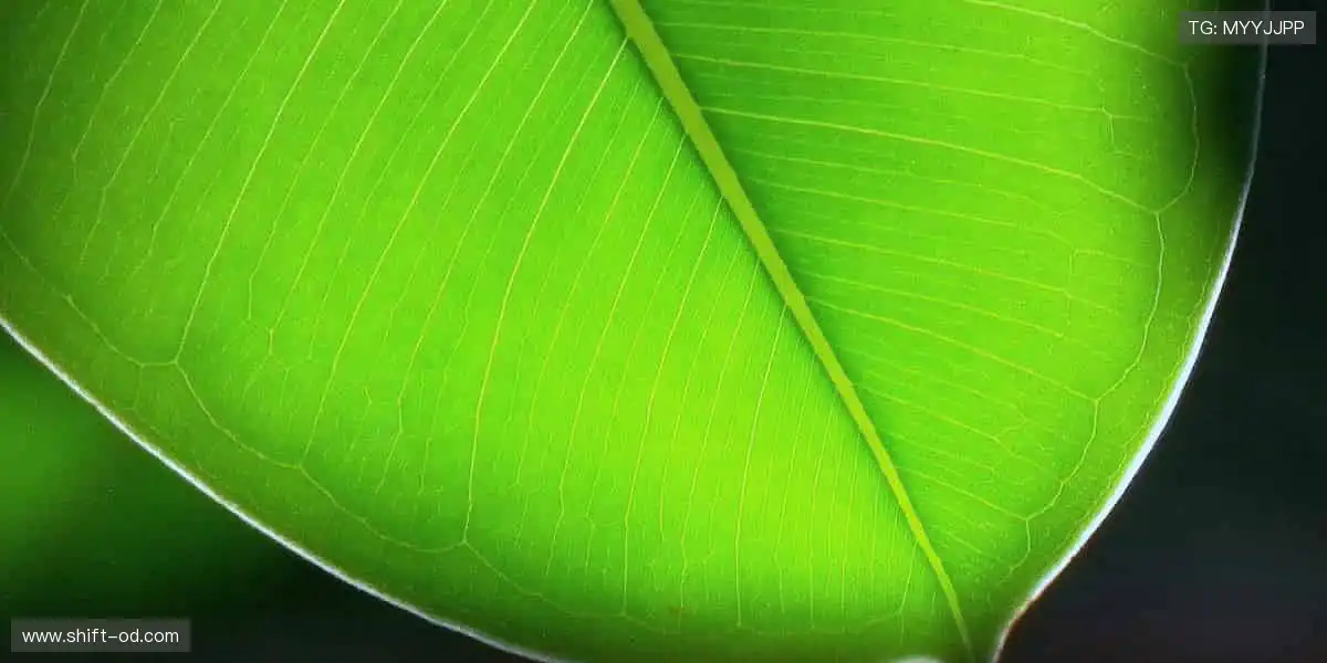 沸腾吧！🏀🏆 体育赛事，点燃你的无限可能！